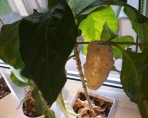 Owoc Noni (Morinda ci trifolia) podlewany wodą aktywną