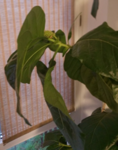 Owoc Noni (Morinda ci trifolia) podlewany wodą z kranu